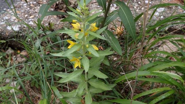 Lysimachia punctata the dotted loosestrife,large yellow loosestrife,spotted loosestrife смотреть онлайн