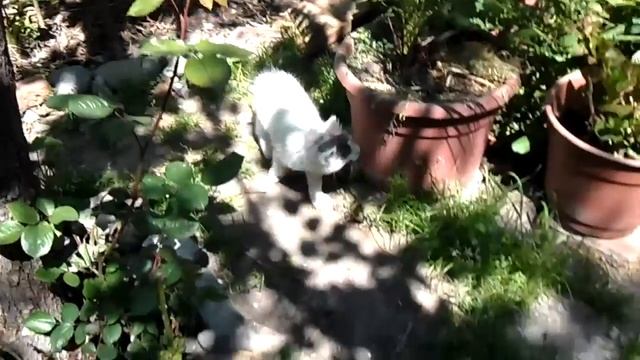 Gato Enki, Recargado 2.0 смотреть онлайн