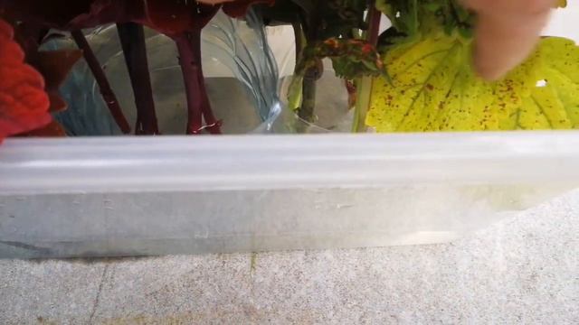 Черенкуем колеусы и увозим на зимовку смотреть онлайн