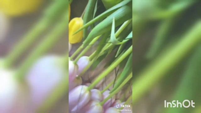 как дольше сохранить тюльпаны дома смотреть онлайн