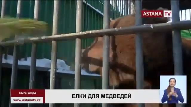 Карагандинцы сдают новогодние елки в зоопарк. смотреть онлайн
