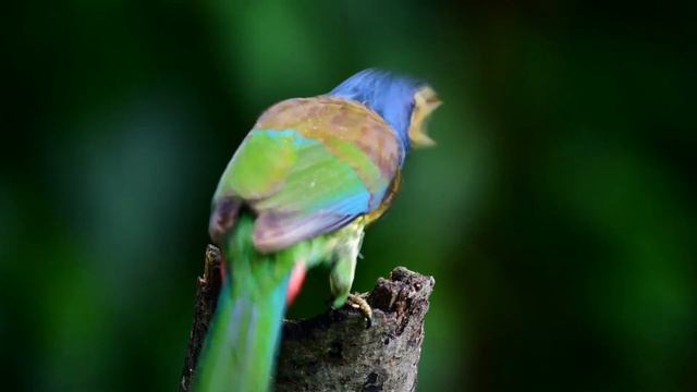 Birds of Yunnan Episode 1 | Birding in China смотреть онлайн