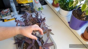 Сеткреазия пурпурная. Пересадка цветов без корней.