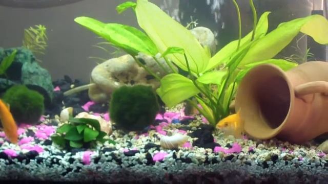 Labeo Bicolor (squaletto)