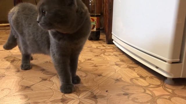 Кошка Бастет и кот Пьер, знакомятся с …? Начинаю строительство вольера для красавчика. смотреть онлайн