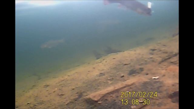Съемки рыбы под водой и ловля форели в Савельево-2 смотреть онлайн