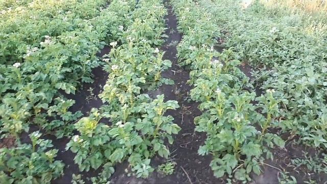 Засуха 2021 поливаю картофель.Битва за урожай смотреть онлайн