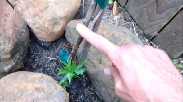 Talking Plants - Texas Star Hibiscus - Hardy Hibiscus coccineus - Mallow Family смотреть онлайн