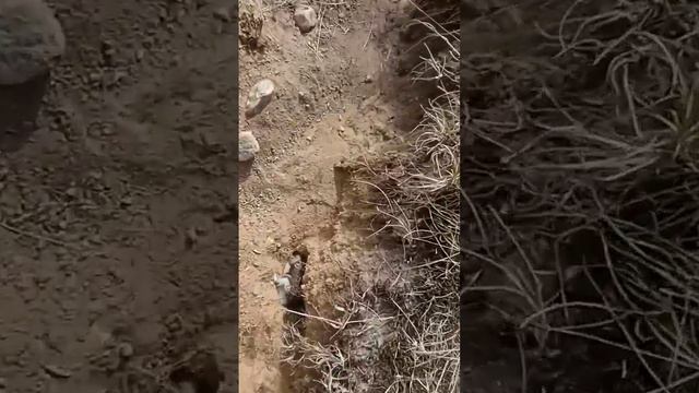 хомяк убежал на улицу и копает нору.the hamster has run outside and is digging a hole. смотреть онлайн