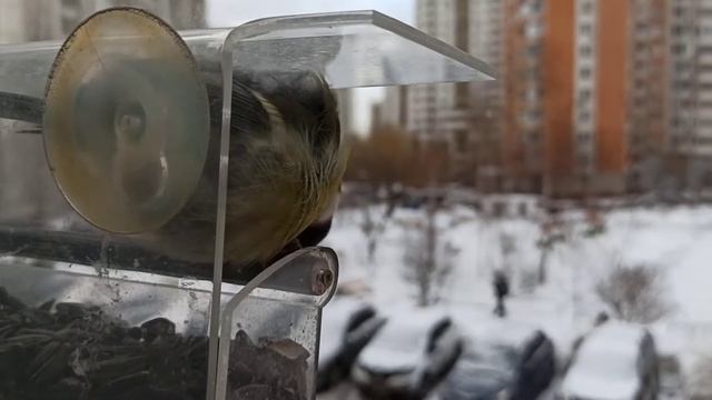 арткормушка, кормушка на стекло, артбалкон. кормим птиц ???️, не выходя из дома ? смотреть онлайн