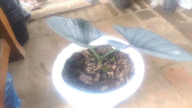 Alokasia Regina смотреть онлайн
