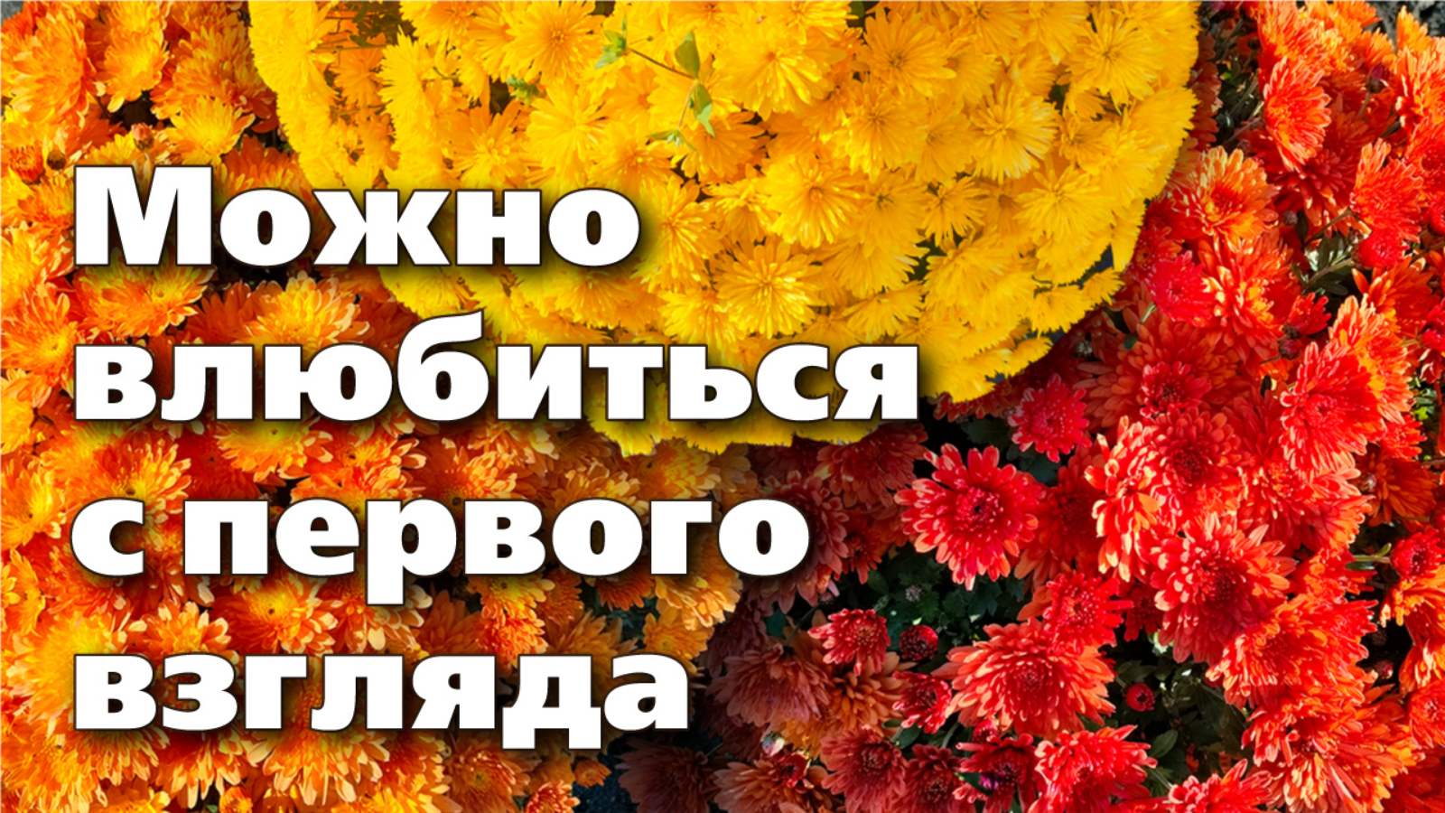 Крупноцветковые хризантемы - мультифлора. Красота с идеальными формами смотреть онлайн