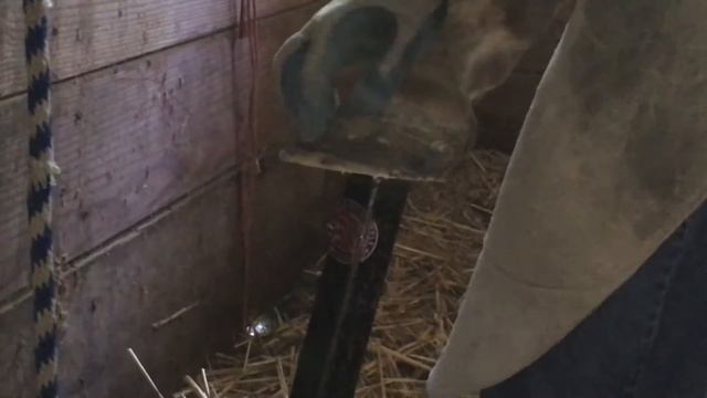 How to Trim Horse Hooves for Beginners - Video 3 смотреть онлайн