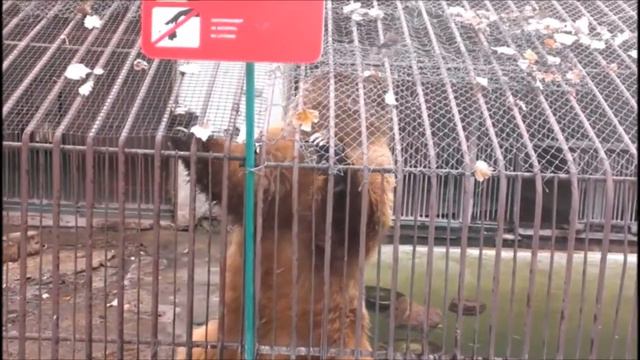 Зоопарк в Алматы ; Zoo in Almaty смотреть онлайн