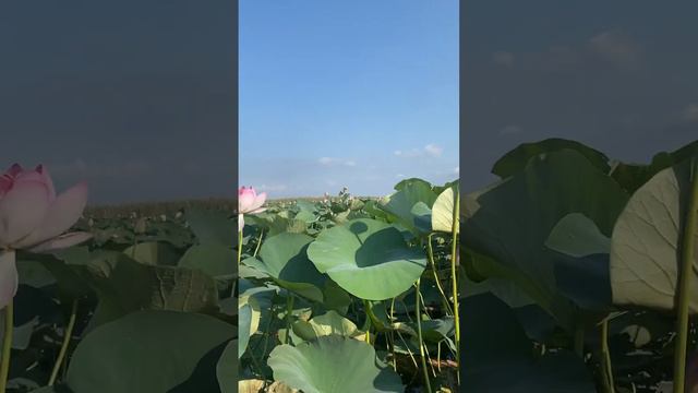 Долина Лотосов. Краснодарский край. #лотосы #анапа2023 #отдых #крым2023 смотреть онлайн