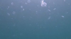 ФРИДАЙВИНГ В ЧЕРНОМ МОРЕ/ПОДВОДНОЕ ПЛАВАНИЕ/КРЫМ/СУДАК 2019