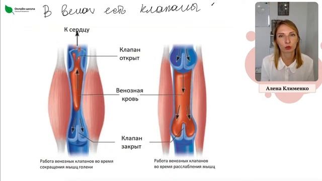 День 3. Кровеносная система смотреть онлайн