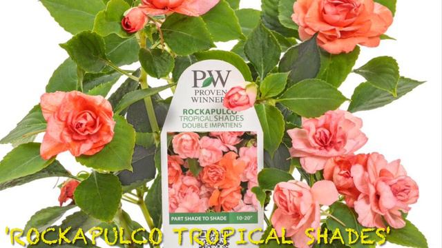 15 bellísimas variedades de Alegría del Hogar / Belén / Double Impatiens Walleriana identificadas. смотреть онлайн