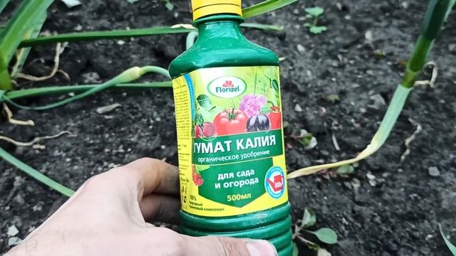 ОБЯЗАТЕЛЬНАЯ ПОДКОРМКА ЧТОБЫ ЧЕСНОК БЫЛ КРУПНЫМ смотреть онлайн