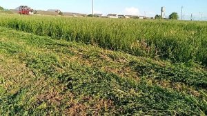 Начало сенокоса 2021. Трактор Т-25 и косилка Виракс 1,65.