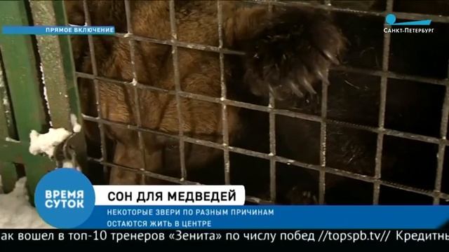 Сон для медведей смотреть онлайн