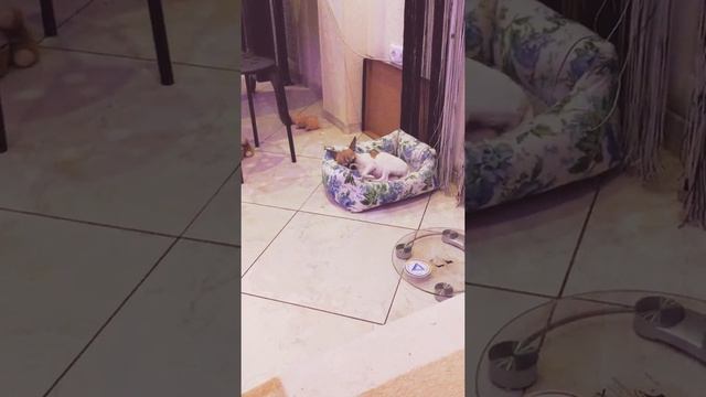 Чихуахуа спит и храпит смотреть онлайн