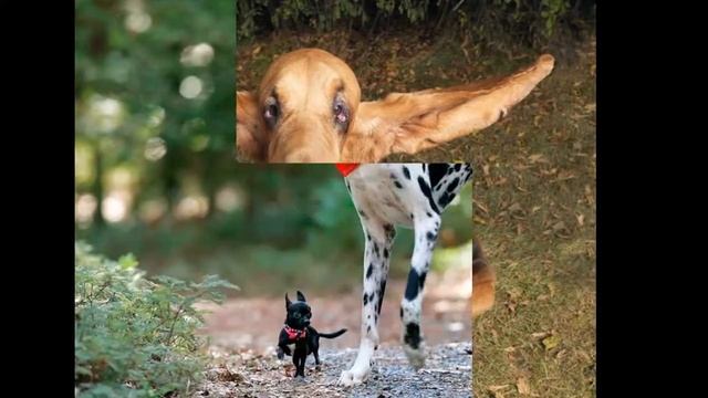 #1 Рекорды Гиннеса смотреть онлайн