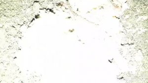 Самый лучший корм для выращивания червей в домашних условиях.