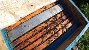 КАК ПОДСАДИТЬ ПЛОДНУЮ МАТКУ С ПОМОЩЬЮ ОДНОРАМОЧНОГО ИЗОЛЯТОРА от А до Я,  РЕЗУЛЬТАТ ОШЕЛОМЛЯЮЩИЙ.