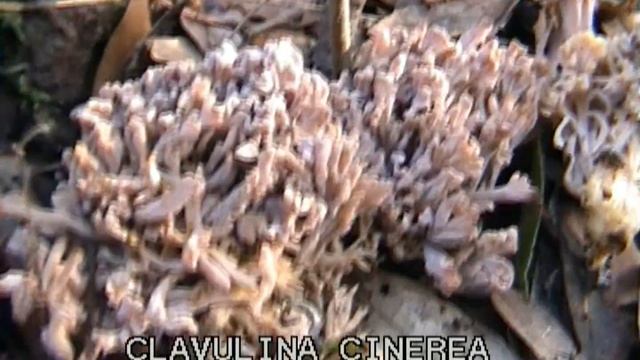 clavulina cinerea смотреть онлайн