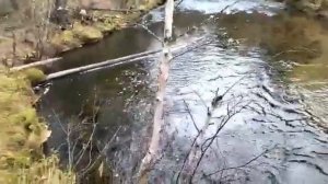 Ловля ХАРИУСА в октябре. На что ловить ХАРИУСА осенью