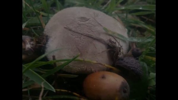 Senderuelas carrerillas Marasmius Oreades Perretxikos y otras variedades de Marzo de 2016