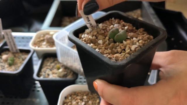 베란다 식물들의 여름나기 🍃🌞🏝summer routine 다육이(펜덴스) 분갈이,리톱스 코노🌵복토 바꾸기,잎꽂이 смотреть онлайн