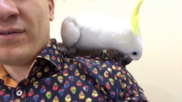 Какаду ухаживает за хозяином смотреть онлайн