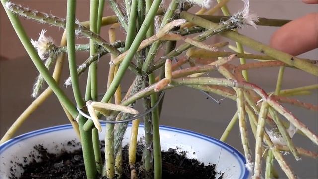 Suculentas - Rhipsalis Pilocarpa Com Flores!