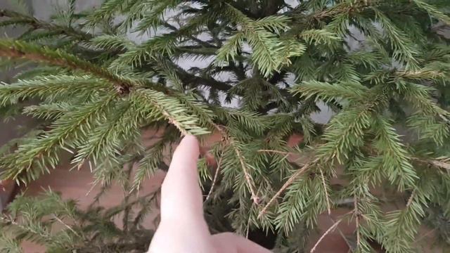 Ёлки Иголки смотреть онлайн