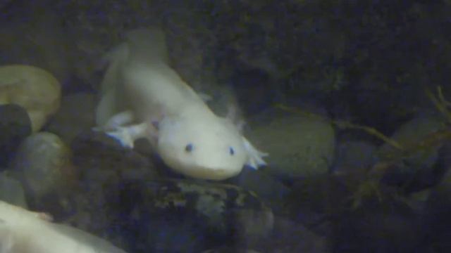 Albino Axolotl Salamander смотреть онлайн