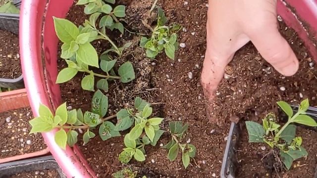 12 июля 2023 г. Пересадка гортензий в Р9. Поболтаем о черенковании. смотреть онлайн