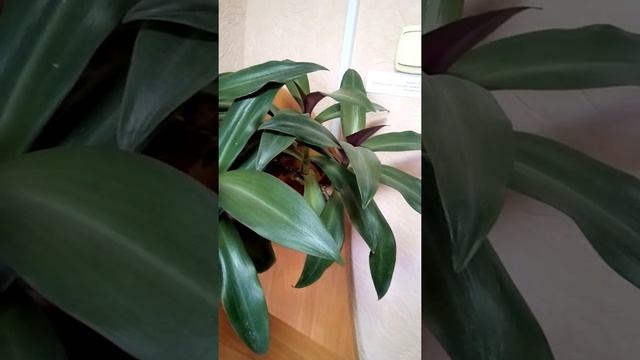 Рео, комнатный цветок, полив,уход смотреть онлайн