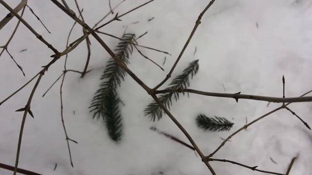 Лесной чай(отвар) #1 смотреть онлайн