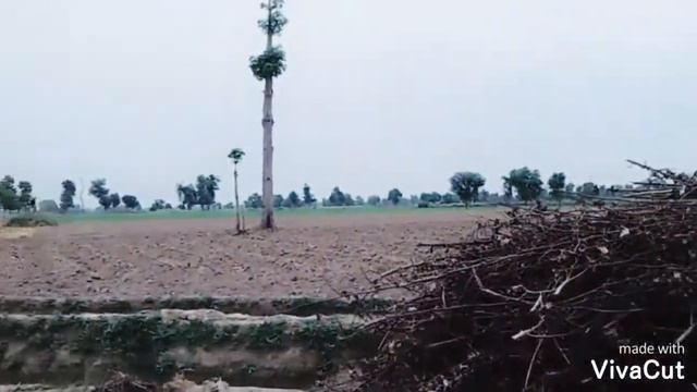 life style of village.woods in village.woods kha say laty hain village k loog смотреть онлайн