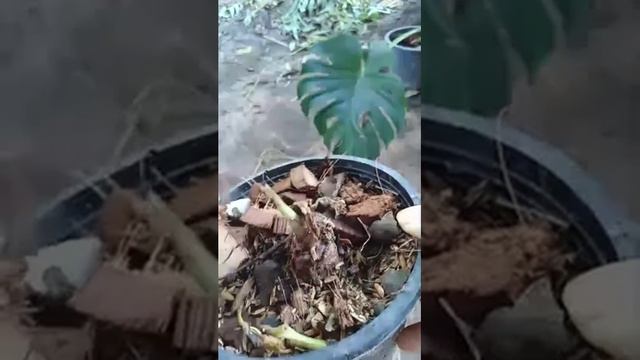 alocasia Polly แก้วสารพัดนึก смотреть онлайн