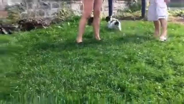 Mini Aussie and spaniel mix puppies смотреть онлайн