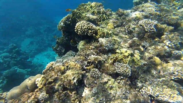 Snorkeling with fish in the Red sea at Sharm-El-Sheikh. Egypt смотреть онлайн