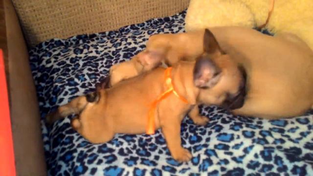 30 октября 2016 г. смотреть онлайн