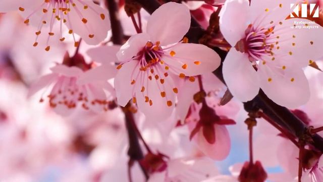 КЦИ поздравляет с 8 марта! / Кемерово смотреть онлайн