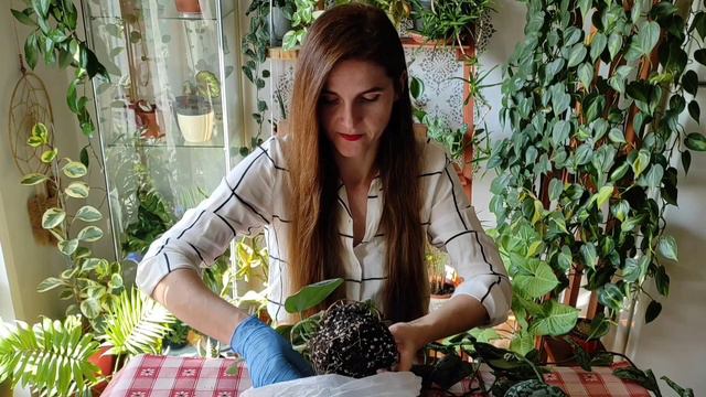 Scindapsus Exotica смотреть онлайн