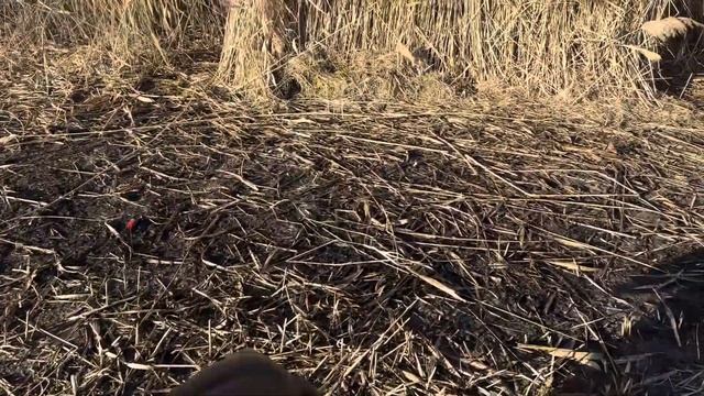 Подготовка к Гусиной охоте. смотреть онлайн