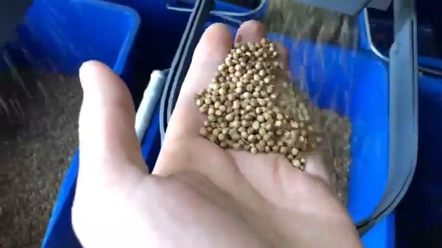 Очистка кориандра на сепараторе АЛМАЗ/ Cleaning Of Coriander On The ALMAZ Separator