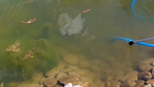 Как почистить пруд без слива воды смотреть онлайн